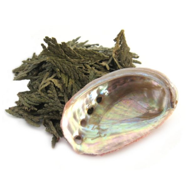 Mini Abalone Shell (2-3") With Loose Cedar