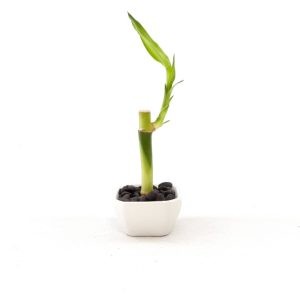 Lucky Bamboo Plant 4 Inch Lucky Bamboo Plant 4 Inch