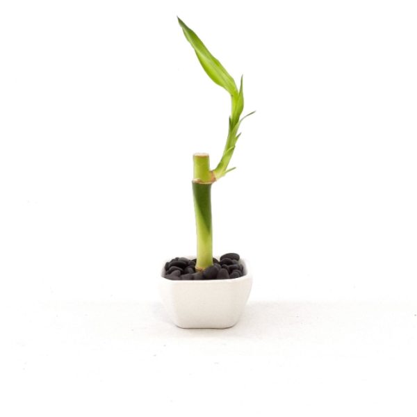 Lucky Bamboo Plant 4 Inch